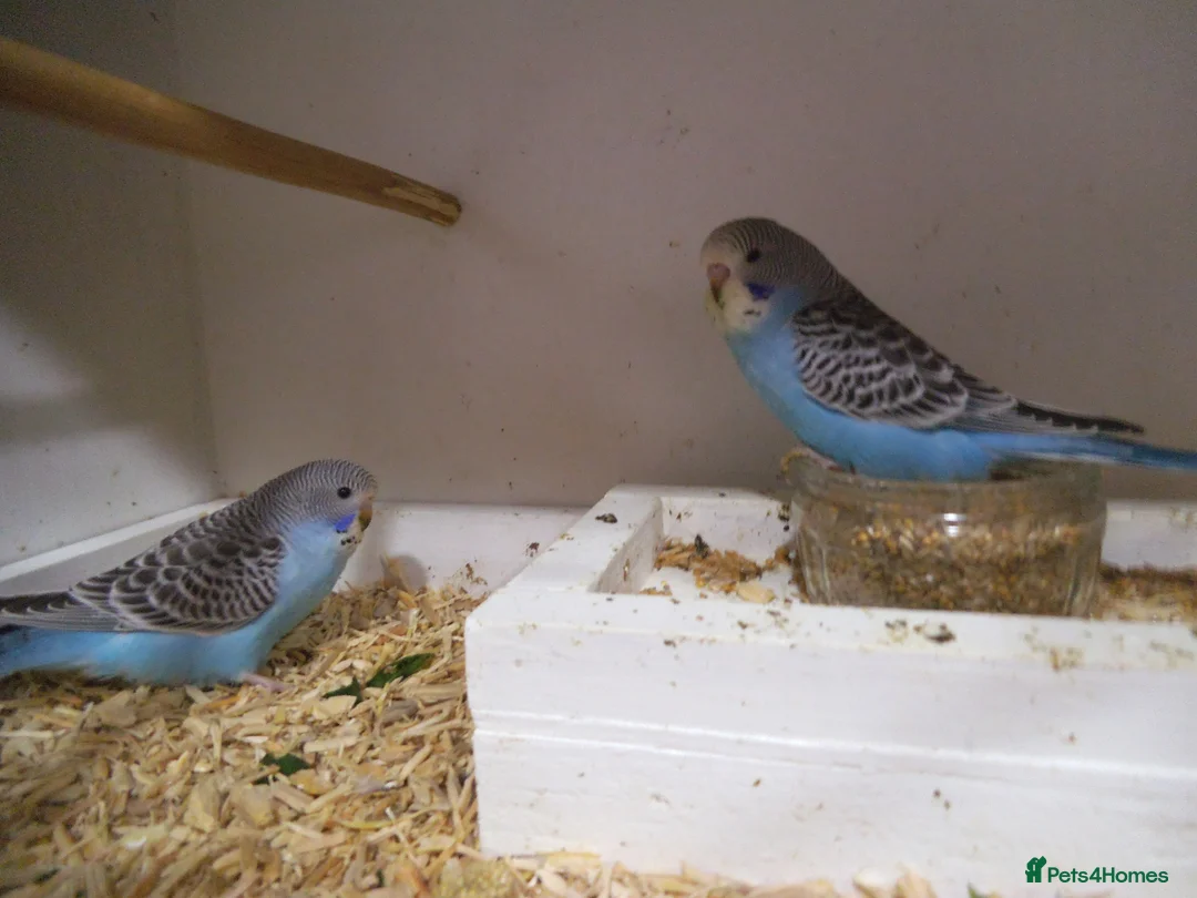 Budgerigars birds for sale: Baby Boy Budgie  7 Weeks old - Advert 3