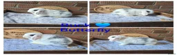 Mini Lop rabbits for sale: READY NOW Gorgeous pure breed mini lops  - Advert 5