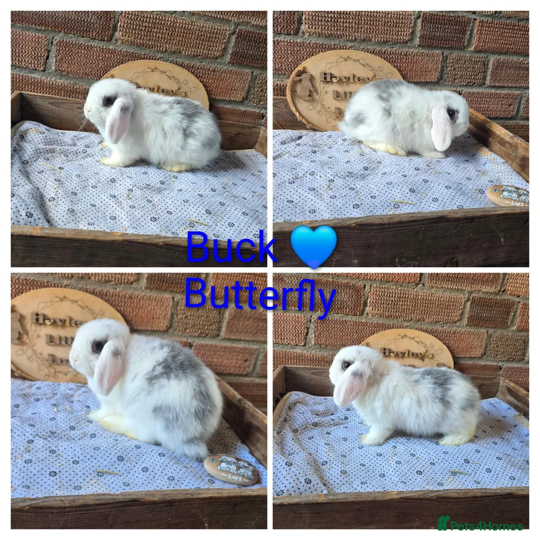 Mini Lop rabbits for sale: READY NOW Gorgeous pure breed mini lops  - Advert 5