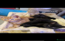 British Shorthair cats for sale: Stunning kitten boy £180  - Image 8