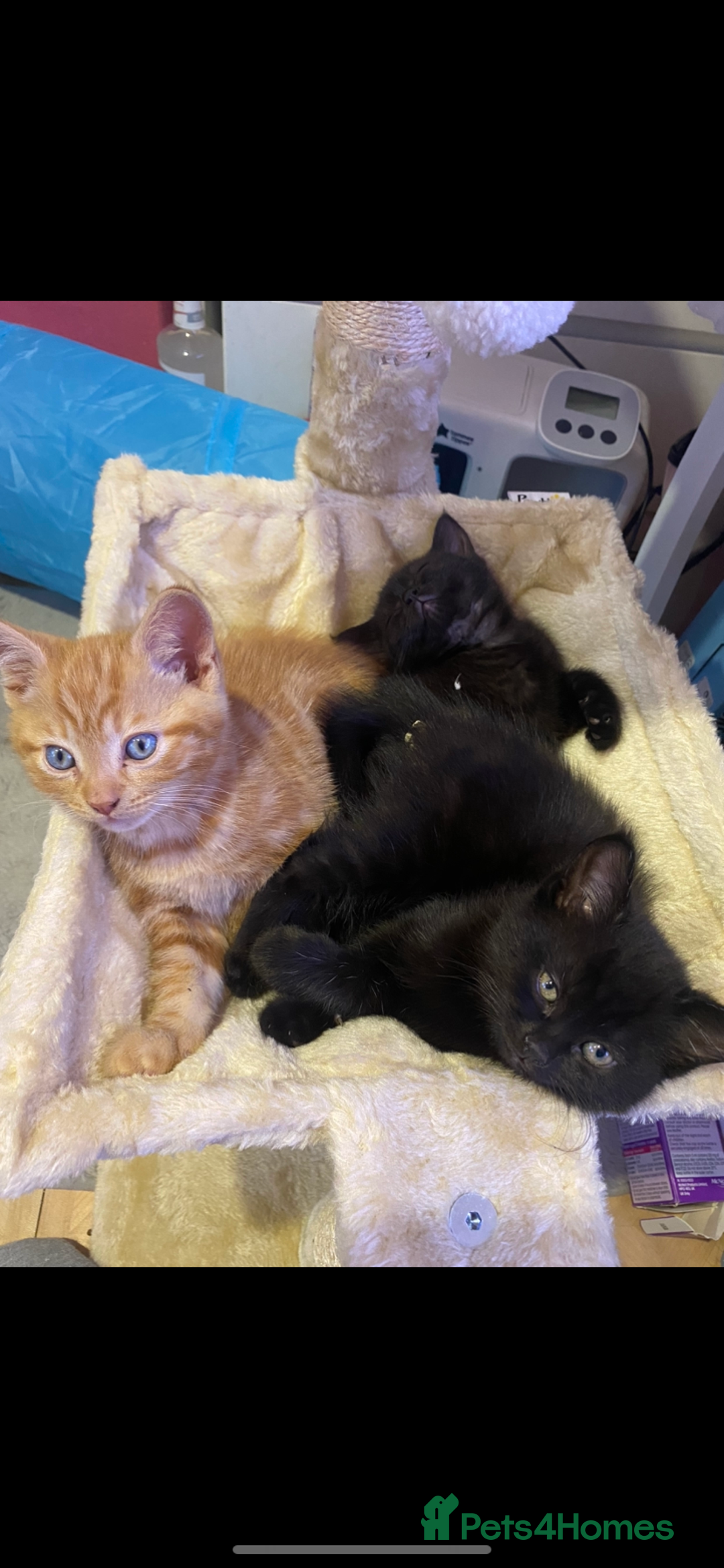 British Shorthair cats for sale: Stunning kitten boy £180  - Image 8