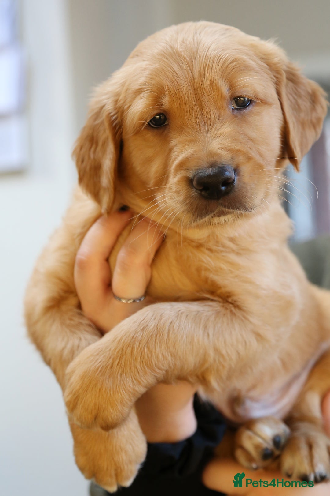 Golden Retriever dogs for sale: KC Registered Championship Line Golden Retrievers - Advert 31