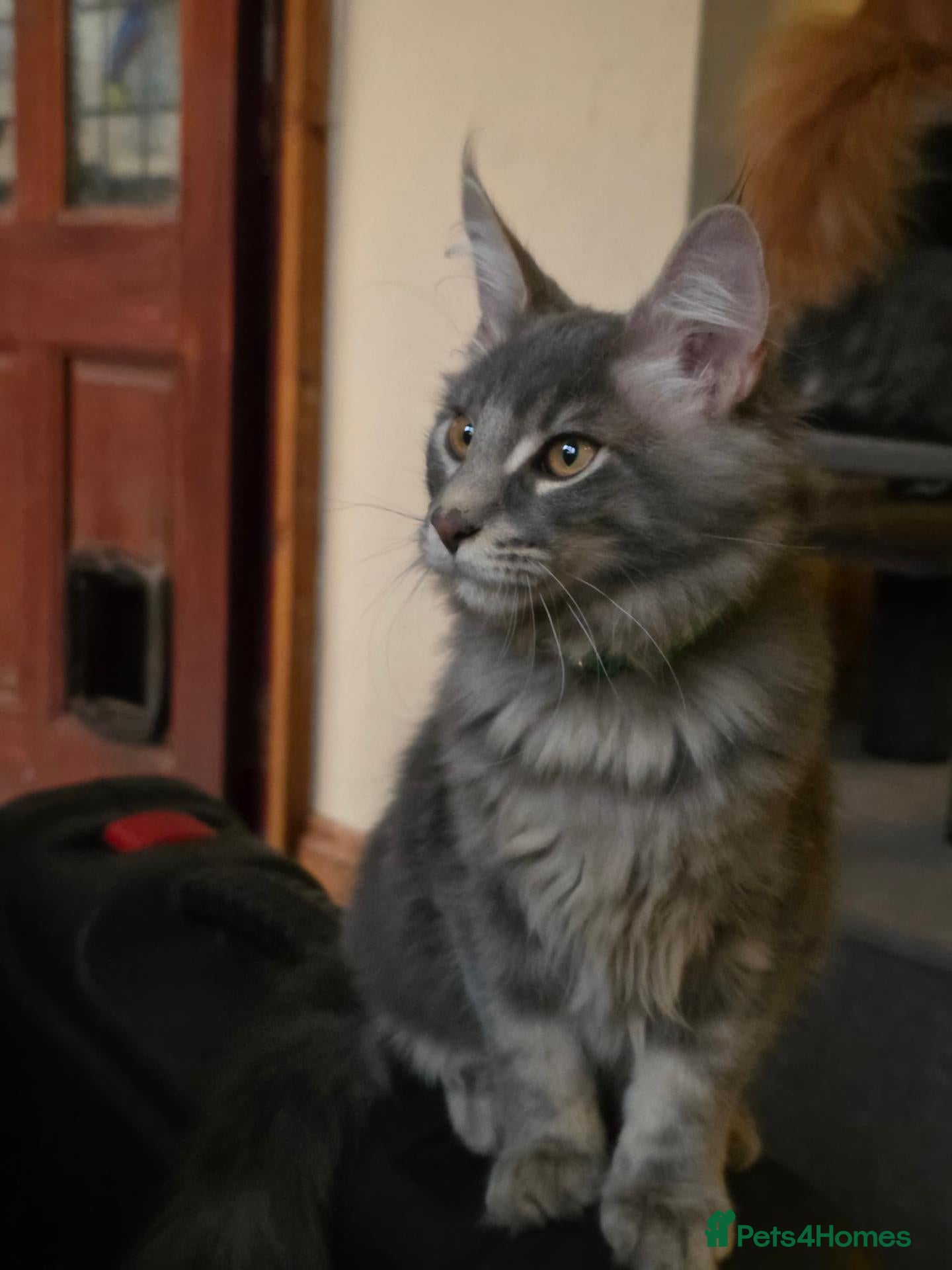 Maine Coon cats ❤️ TICA Registered Maine Coon Kittens Ready Now ❤️ - Advert 2