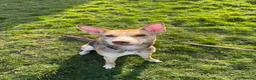 Mixed Breed dogs for sale: Beautiful Husky cross for Rehoming - Advert 2