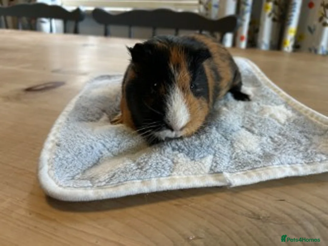 Guinea Pig rodents for sale: Two lovely female guinea pigs for sale in Bristol - Advert 5