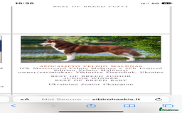 Siberian Husky dogs for stud: GOLDEN BOY PROVEN SIBERIAN HUSKY STUD!🏆🏆🏆 - Image 4