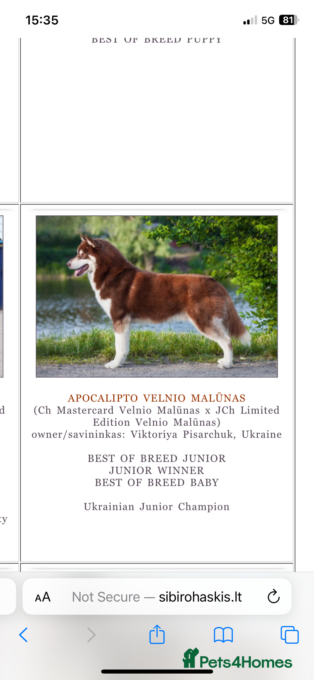 Siberian Husky dogs for stud: GOLDEN BOY PROVEN SIBERIAN HUSKY STUD!🏆🏆🏆 - Image 4
