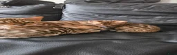 Bengal cats for sale: Bengal - Advert 2
