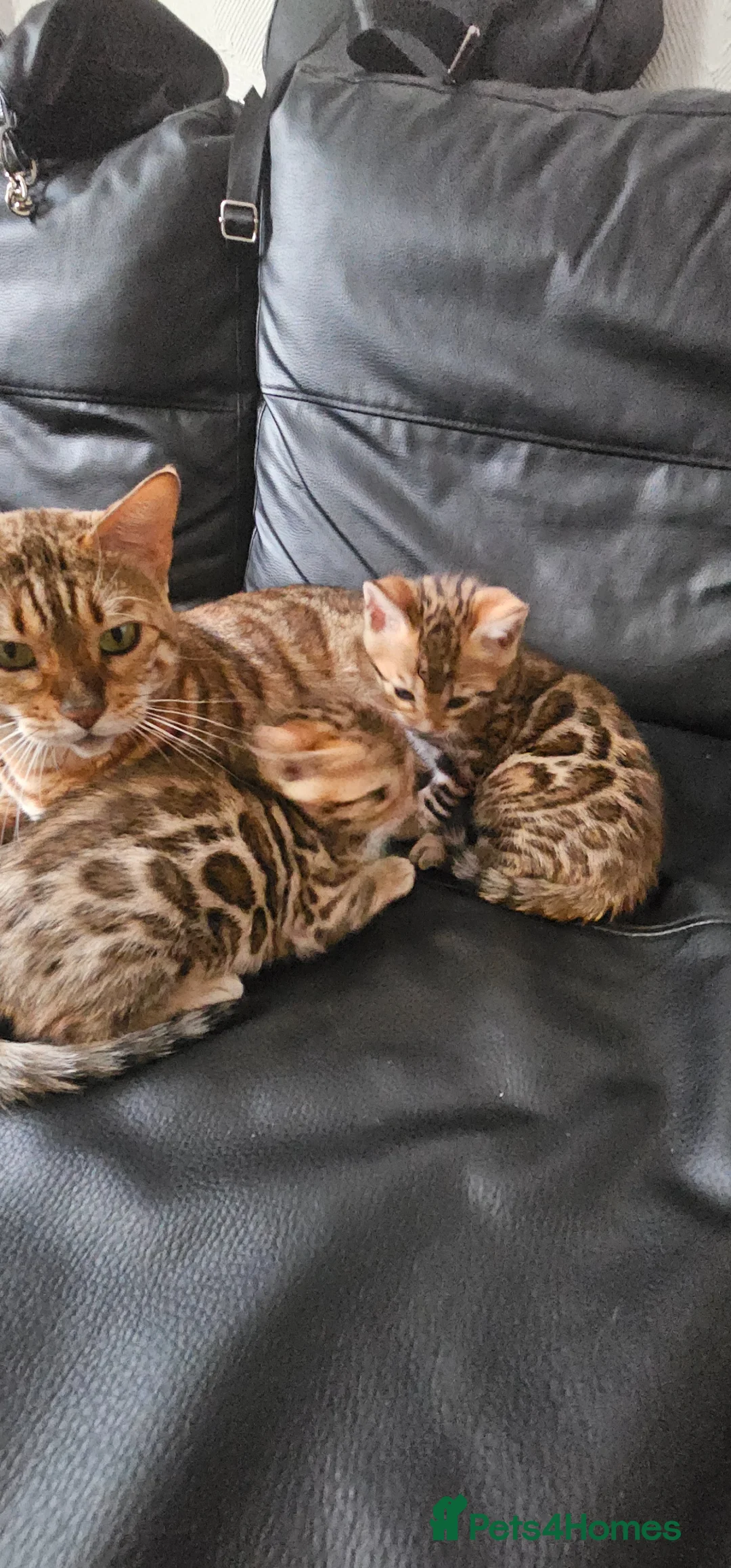 Bengal cats for sale: Bengal - Advert 2