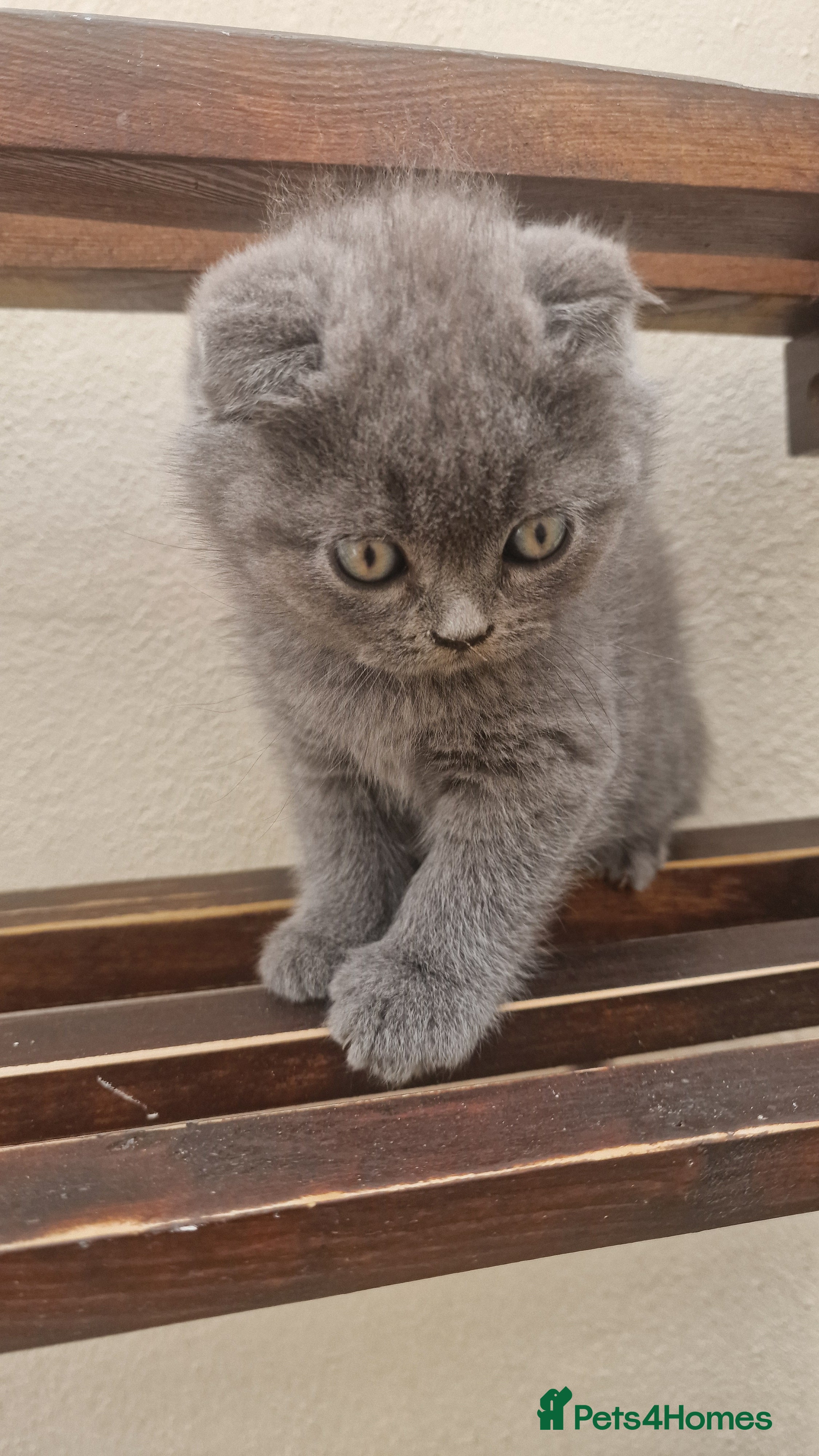 Brazilian Shorthair cats British straight-eared and Scottish fold kittens - Advert 2