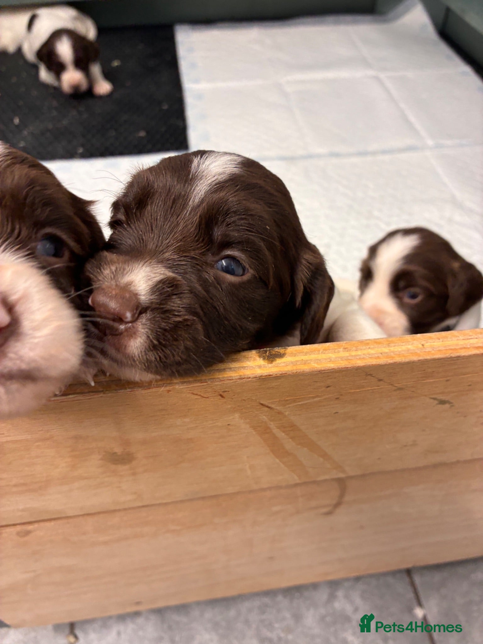English Springer Spaniel dogs FTCH Sired Springer Spaniel Puppies - Advert 2