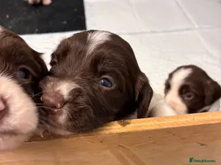 English Springer Spaniel dogs FTCH Sired Springer Spaniel Puppies - Advert 6