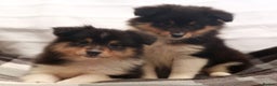 Shetland Sheepdog dogs for sale: Stunning Champions lines Tri Colour Girls  - Advert 2