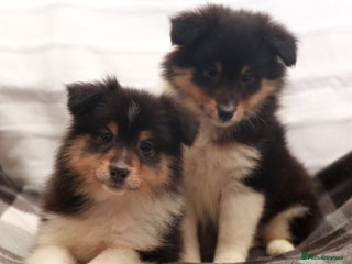 Shetland Sheepdog dogs Stunning Champions lines Tri Colour Girls - Advert 1
