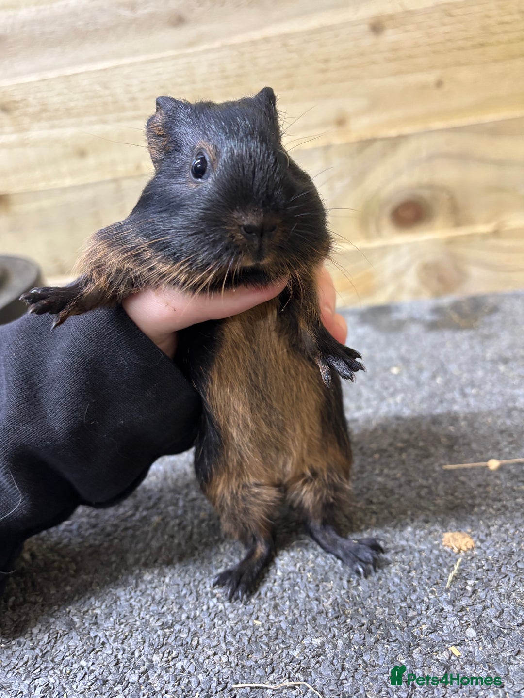 Guinea Pig rodents for sale: Pair of sows or neutered boar and sow - Advert 7