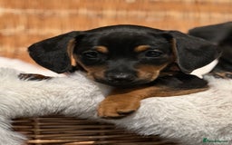 Mixed Breed dogs for sale: Stunning daxijacks ready now  - Image 16