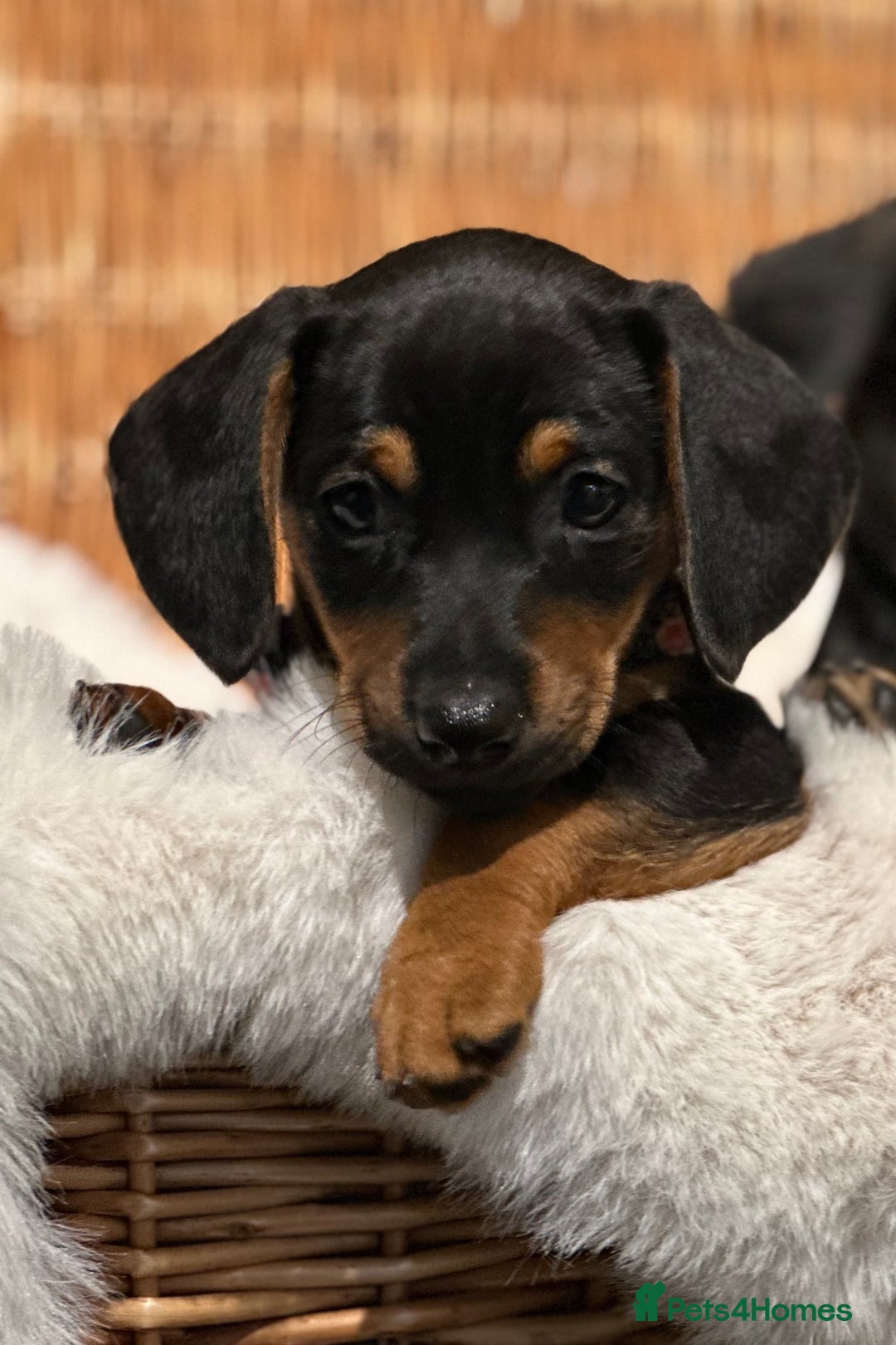 Mixed Breed dogs for sale: Stunning daxijacks ready now  - Image 16
