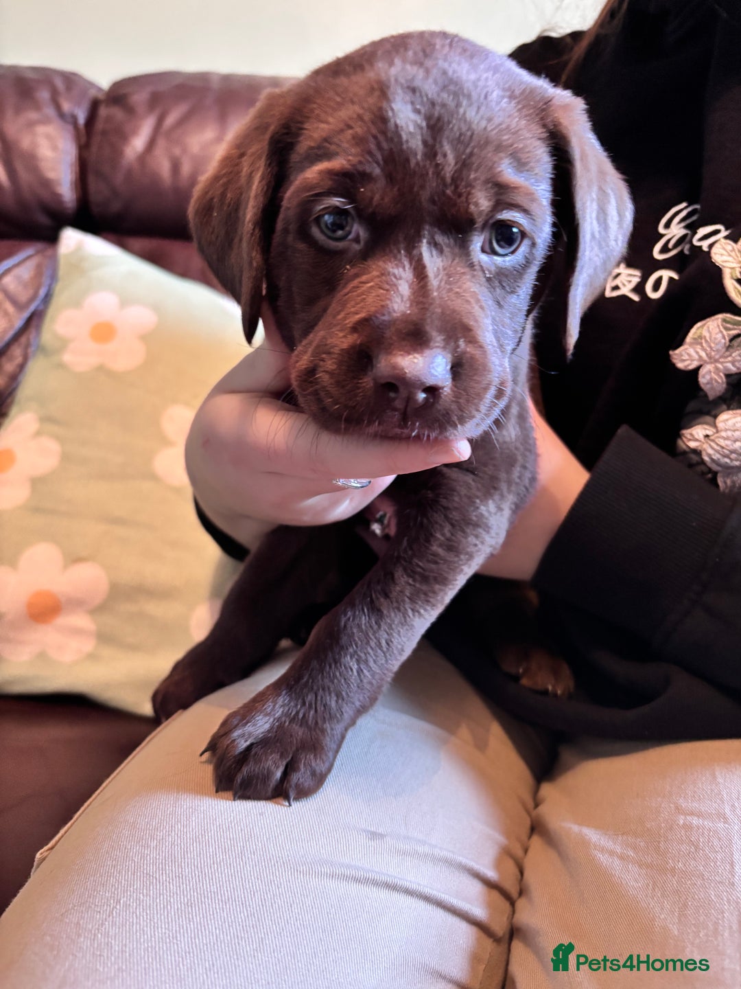 Labrador Retriever dogs for sale: Chocolate and Black Labrador Puppies - Advert 25