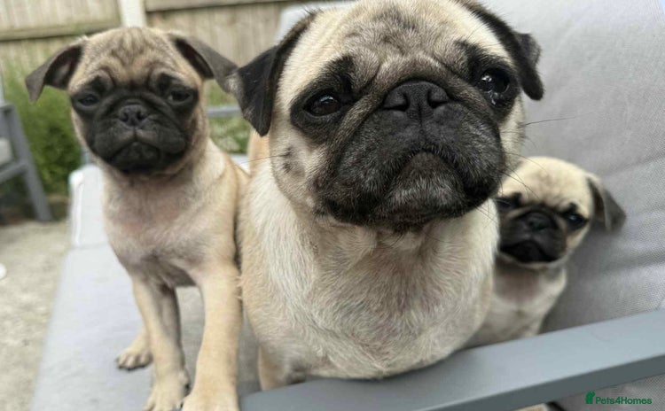 Pug dogs - Advert 14