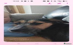 Mixed Breed dogs for sale: Mixed terrier  - Image 6