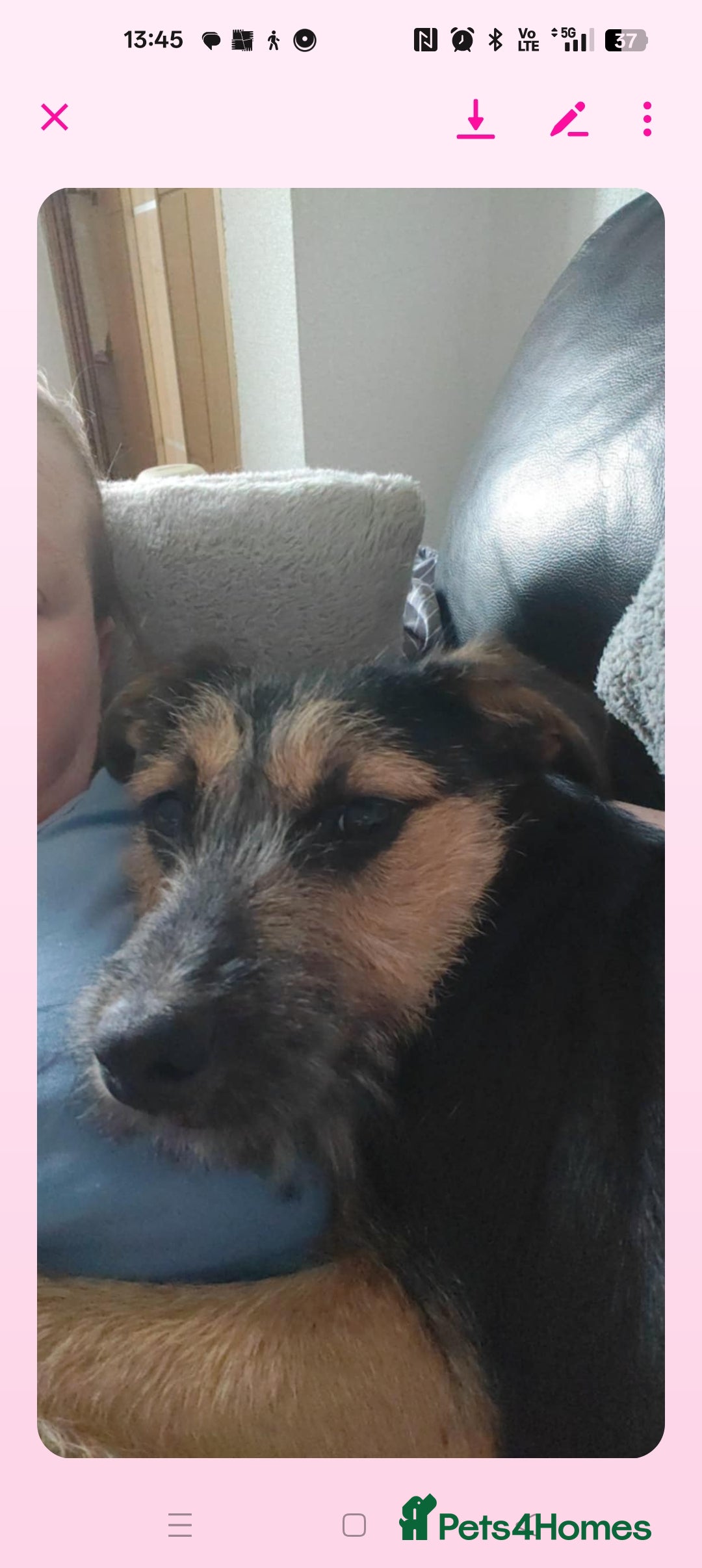 Mixed Breed dogs for sale: Mixed terrier  - Image 6