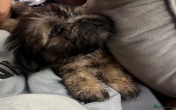 Shih Tzu dogs for sale: Shih Tzu puppy  - Image 2