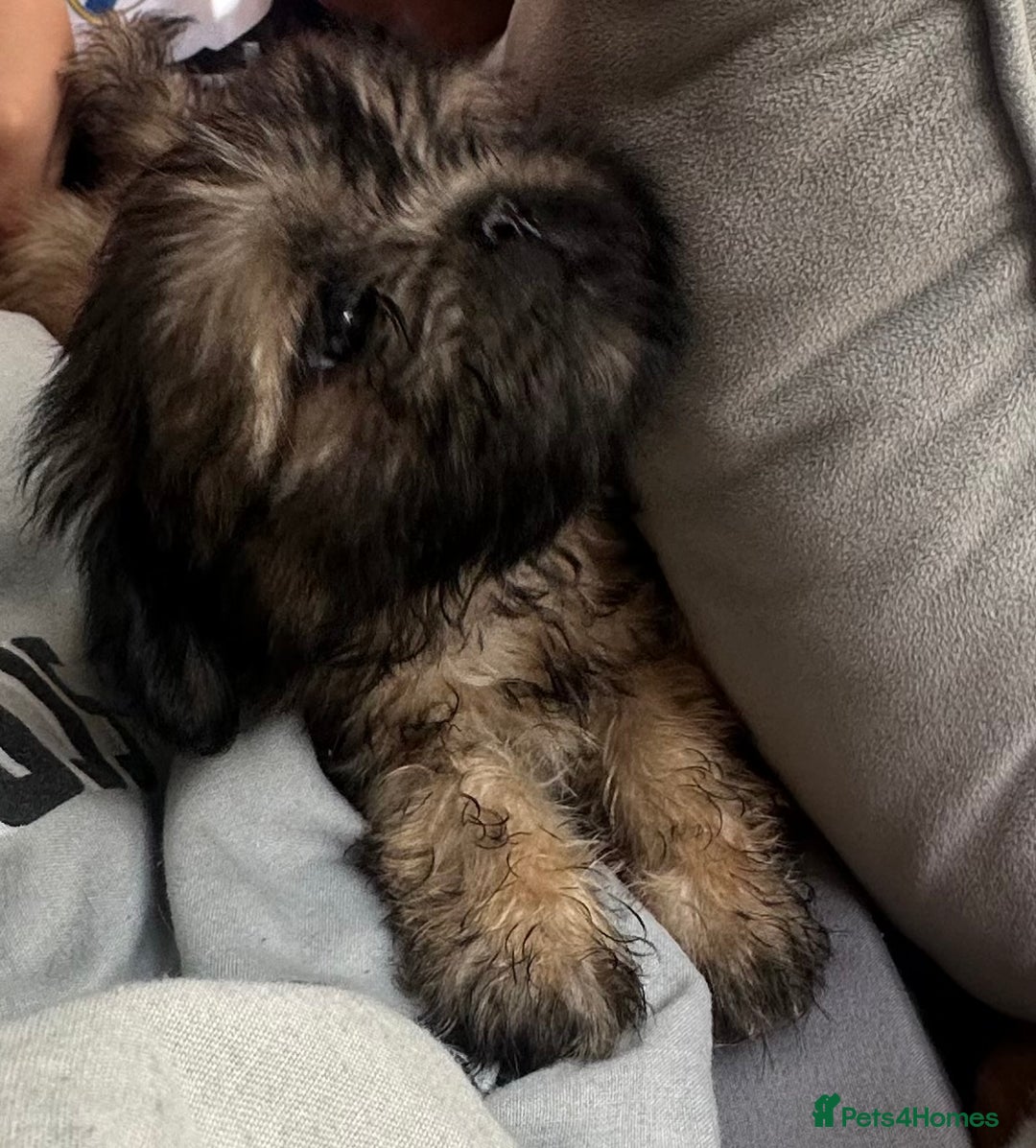 Shih Tzu dogs for sale: Shih Tzu puppy  - Image 2
