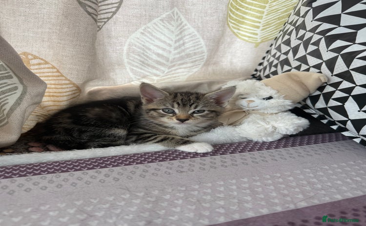 Domestic Shorthair cats - Advert 2