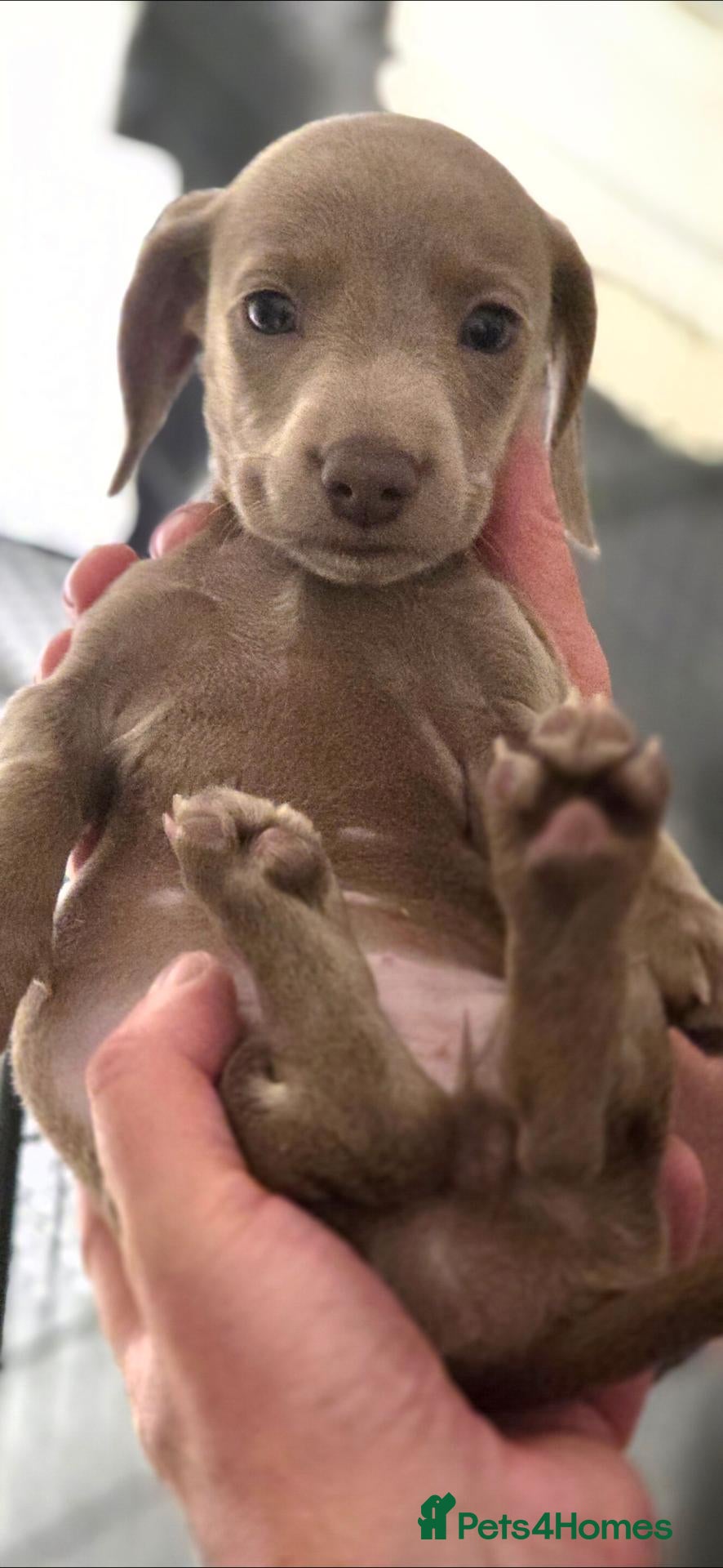 Miniature Dachshund dogs Pedigree Miniature Dachshund AVAILABLE to leave - Advert 2