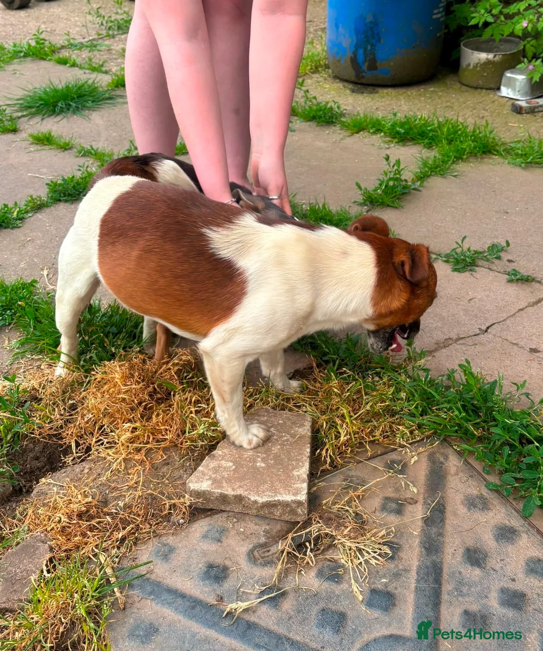 Jack Russell dogs for sale: Much wenlock boys in Worcester - Advert 24