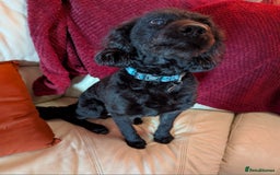 Labradoodle dogs for sale: Miniature f1b labradoodles - Image 10