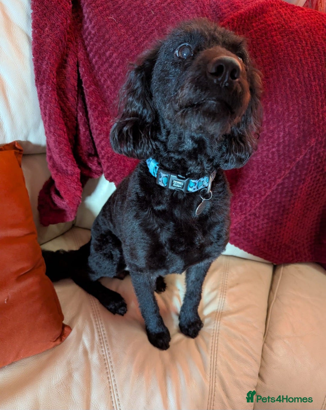 Labradoodle dogs for sale: Miniature f1b labradoodles - Image 10