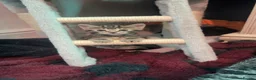Mixed Breed cats for sale: 3 kittens  - Advert 12