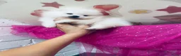 Pomeranian dogs for sale: Gorgeous White Kc babies 🌟🌟🌟🌟🌟 - Advert 11