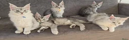 Maine Coon cats for sale: Stunning Silver Shaded Maine Coon kittens - Advert 19