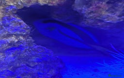 Butterfly Fish fish for sale: Marine fish  - Image 2