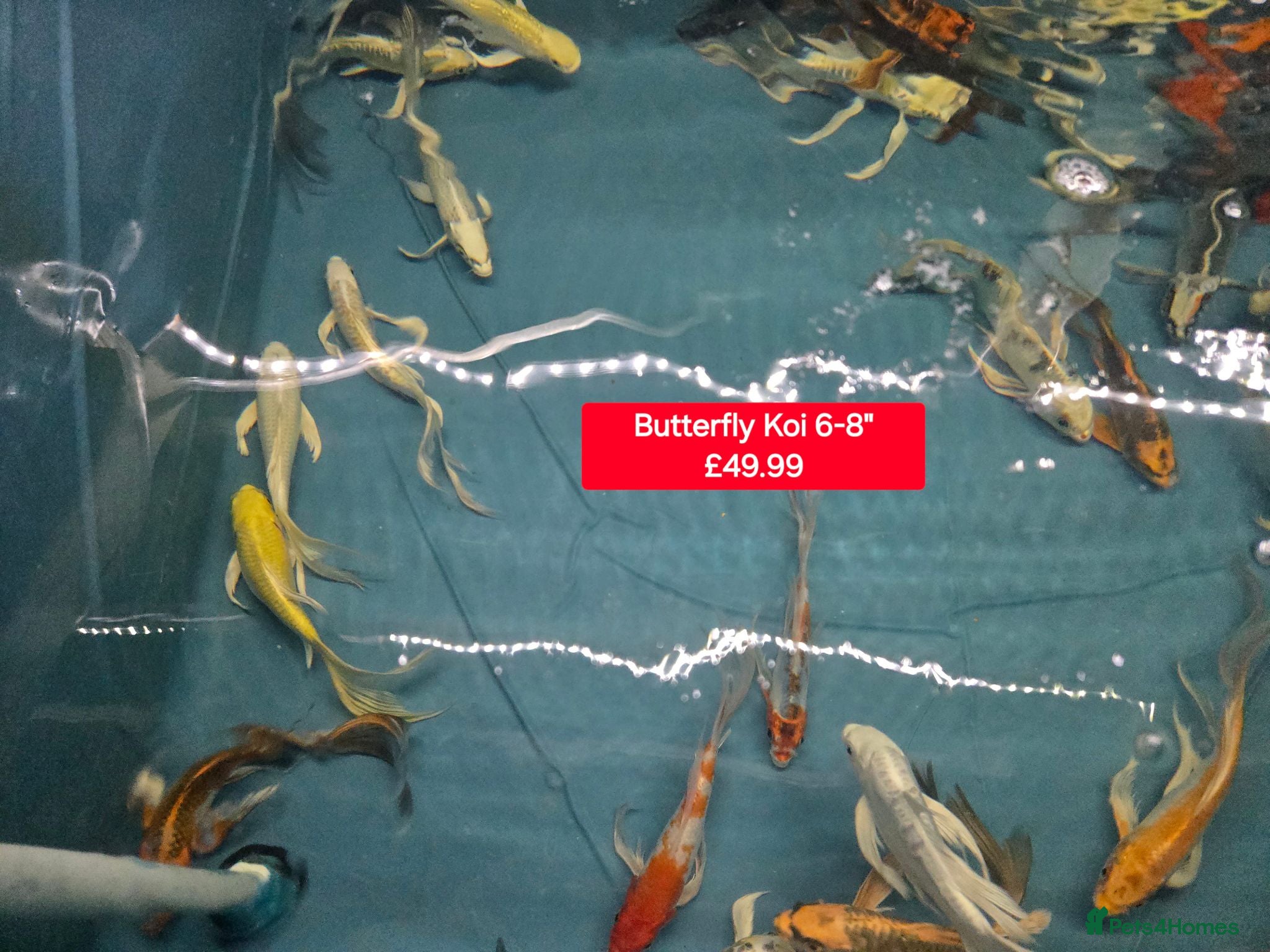 Koi Carp fish Koi + other All different Price @Tameside Aquatics - Advert 3