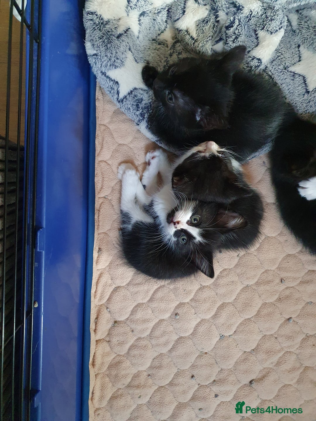 Mixed Breed cats for sale: Kittens  - Image 7
