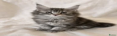 Maine Coon Kitten 1