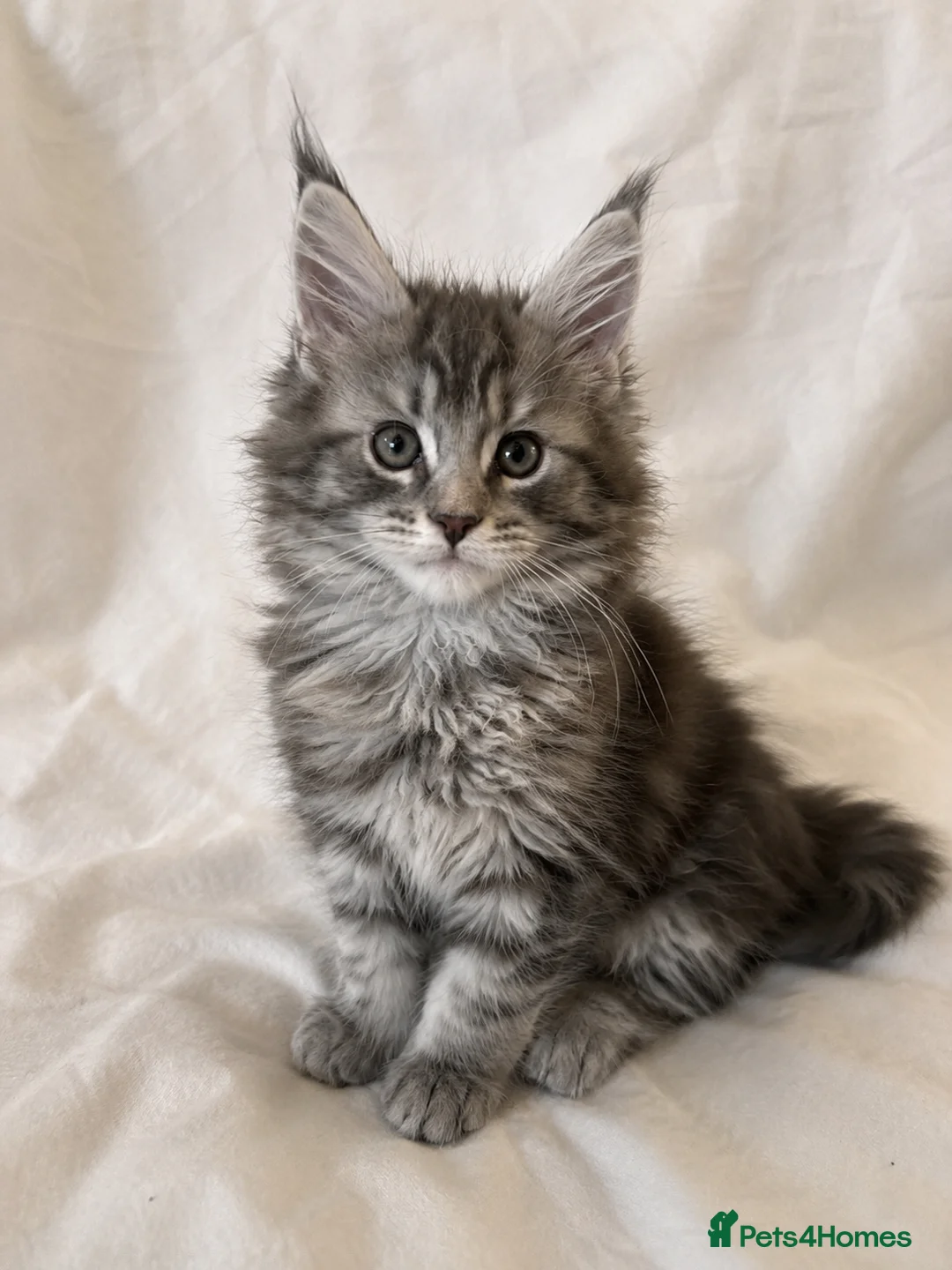 Maine Coon cats for sale: TICA Maine Coon Kittens Exceptional Bloodlines 🐾 - Advert 6