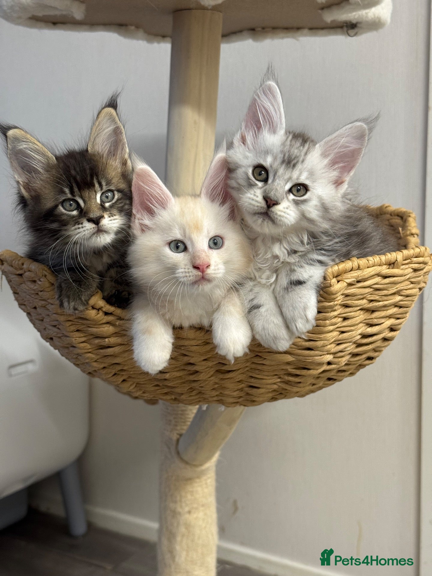 Maine Coon cats 🌟🌟 Amazing Kittens Maine Coon 🌟🌟 - Advert 3