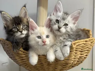 Maine Coon cats 🌟🌟 Amazing Kittens Maine Coon 🌟🌟 - Advert 3