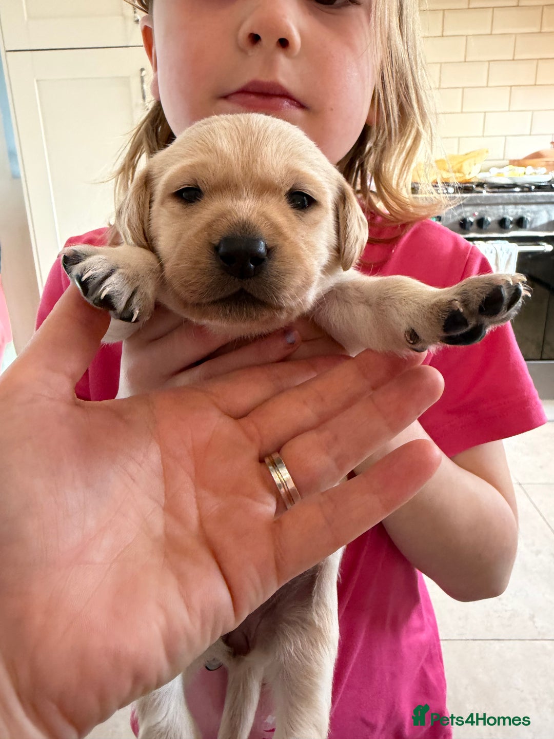 Labrador Retriever dogs for sale: Only 2 golden girls left! Ready for forever homes! - Advert 25