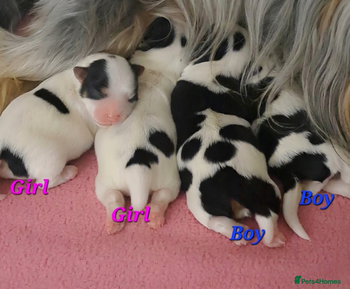 Biewer Terrier dogs Beautiful Biewer babies  - Advert 1