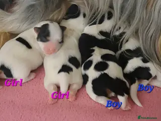 Biewer Terrier dogs Beautiful Biewer babies - Advert 1