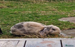 English Lop rabbits for sale: 2 male English Lops  - Advert 2