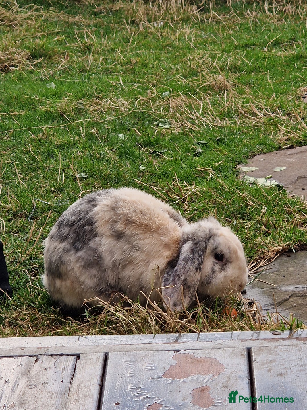 English Lop rabbits for sale: 2 male English Lops  - Advert 2