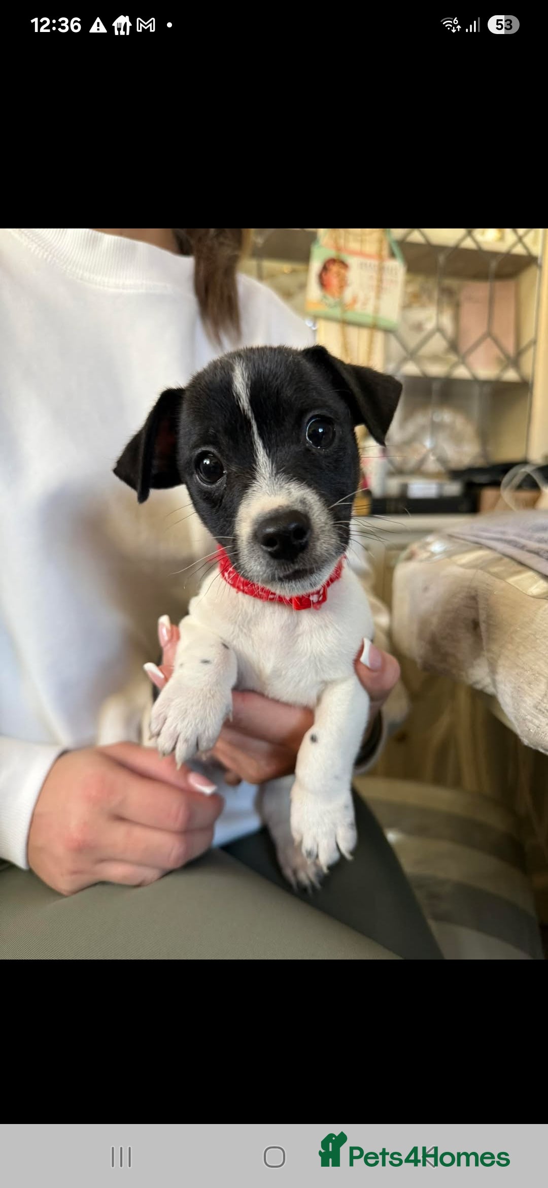 Jack Russell dogs Last jack Russell boy puppy ready to leave  - Advert 16