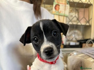 Jack Russell dogs Last jack Russell boy puppy ready to leave - Advert 16