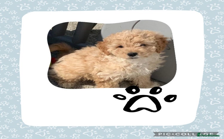 Cockapoo dogs - Advert 6